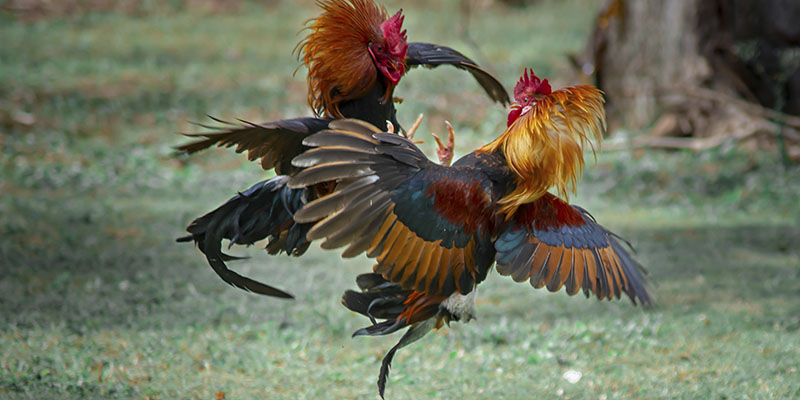 บรรยากาศคึกคักที่สนามไก่ Thomo สถานที่ที่พี่น้องรวมตัวกัน